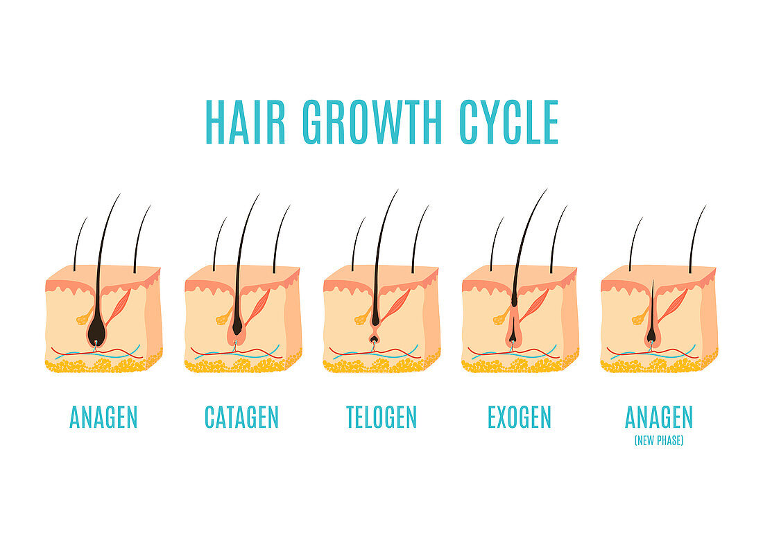 Hair growth phases, illustration