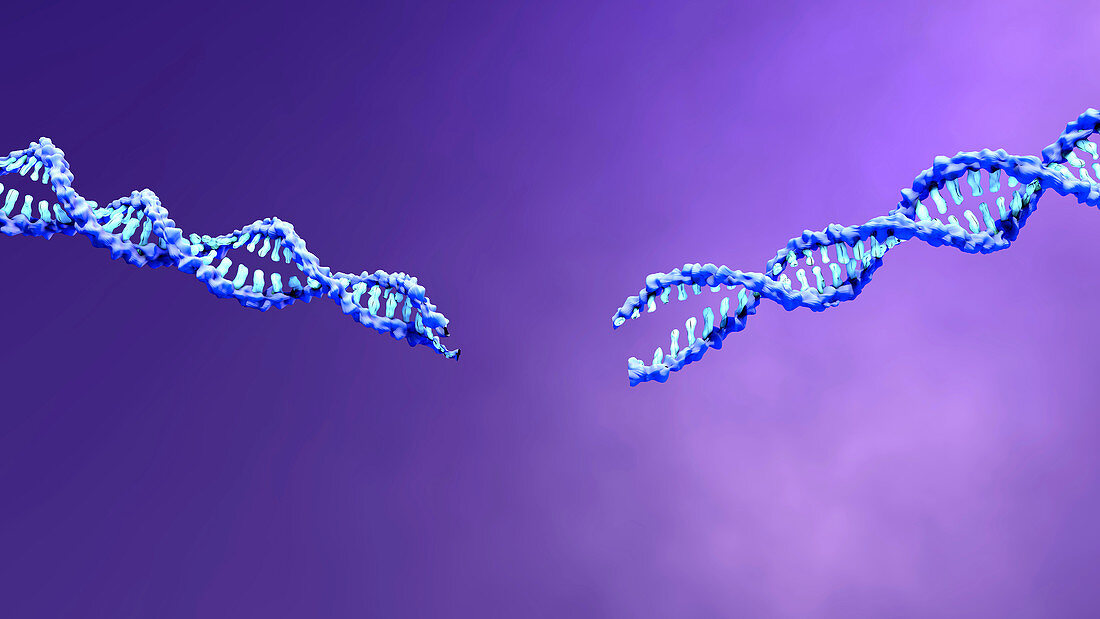 Cut DNA molecule, illustration