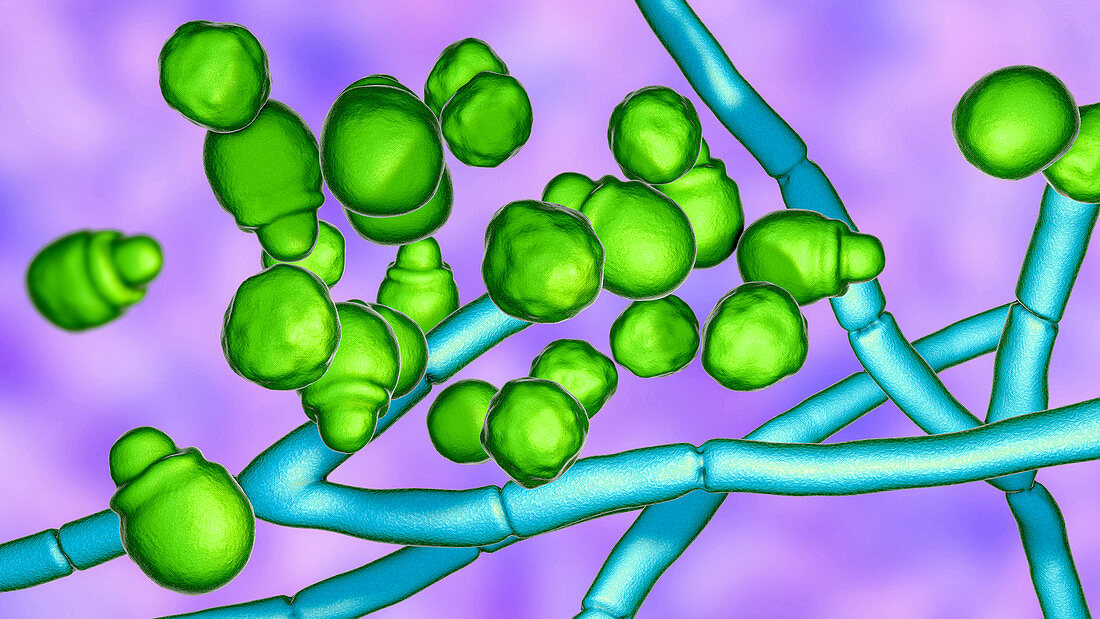 Malassezia skin fungus, illustration