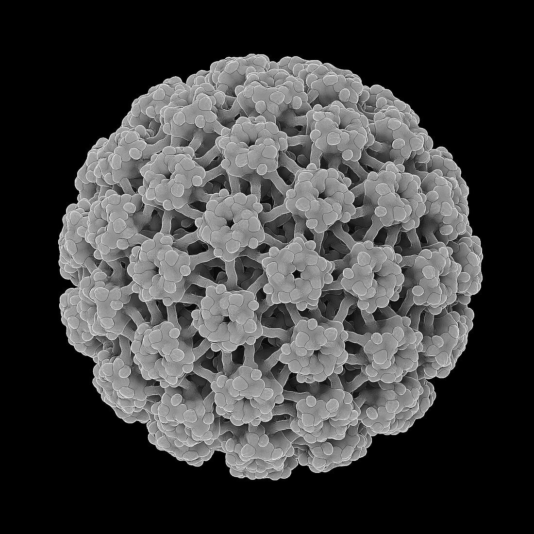 Human papillomavirus, illustration