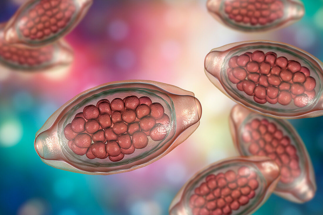 Eggs of a parasitic worm Trichuris trichiura, illustration