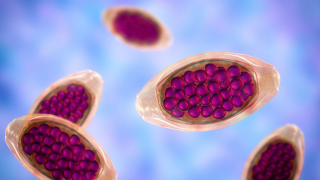 Eggs of a parasitic worm Trichuris trichiura, illustration