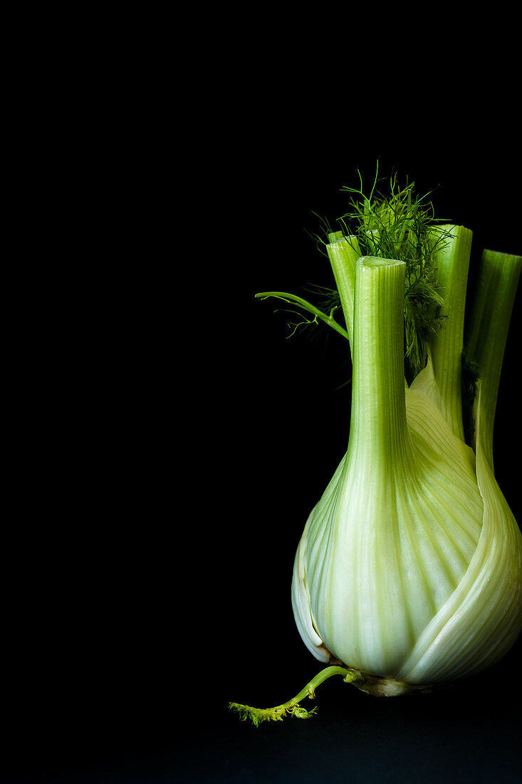 Frischer Fenchel