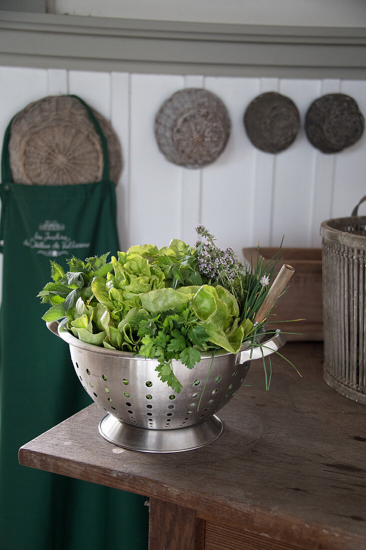 Freshly picked lettuce and herbs in colander in kitchen