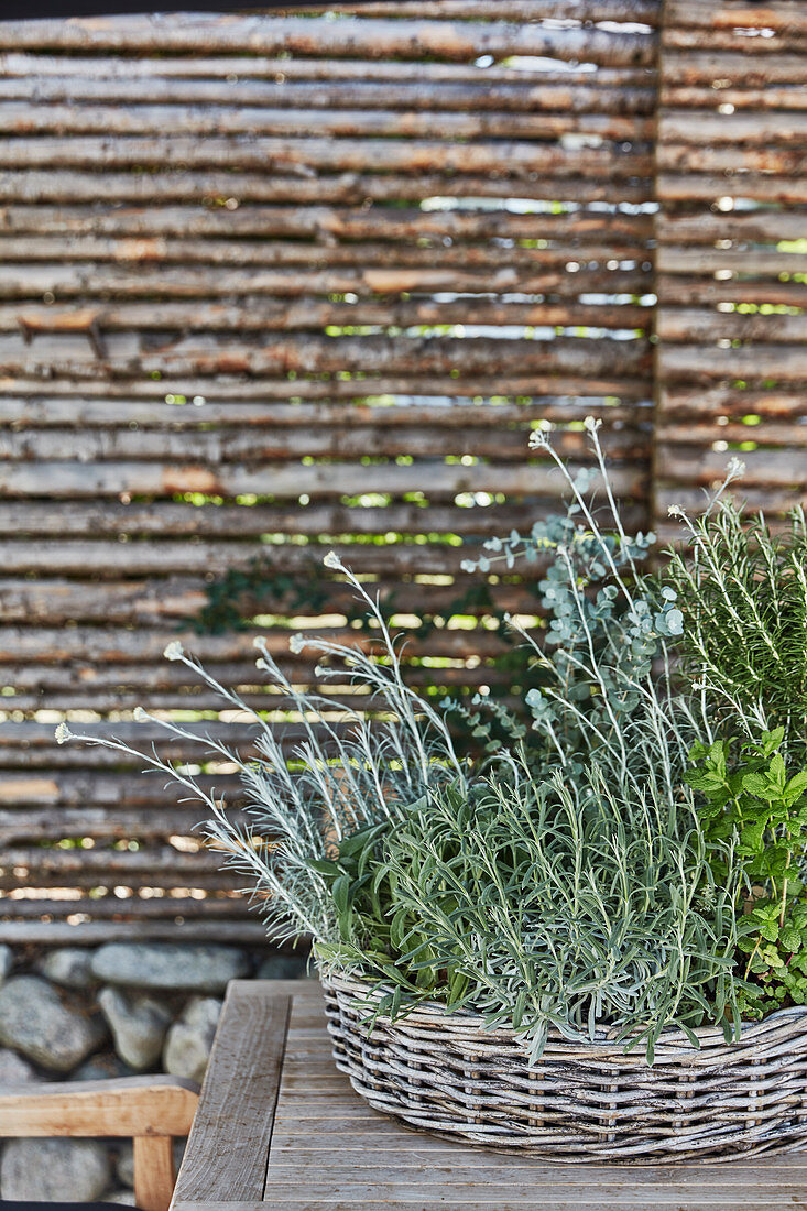 Shallow wicker basket planted with herbs