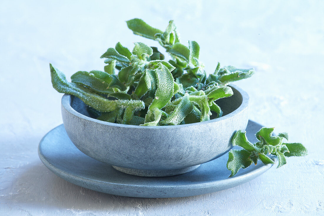 Fresh ice plant