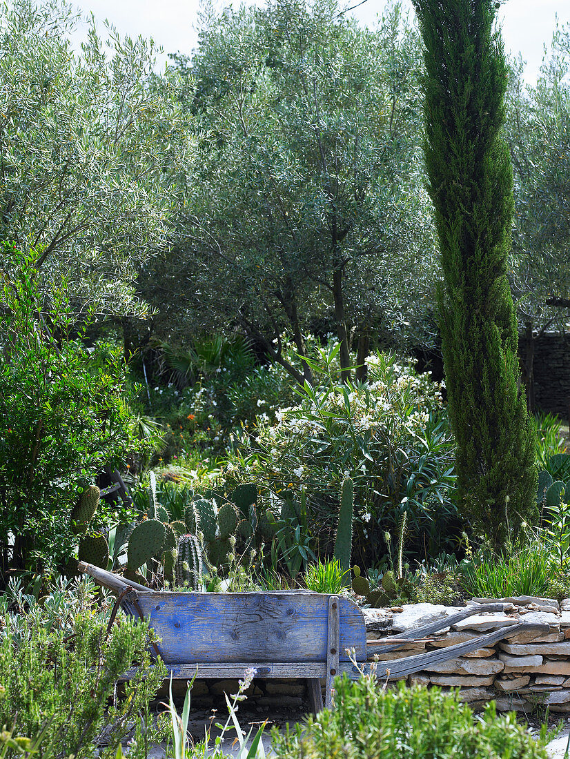 Mediterraner Garten mit Zypresse, Oleander und Kakteen