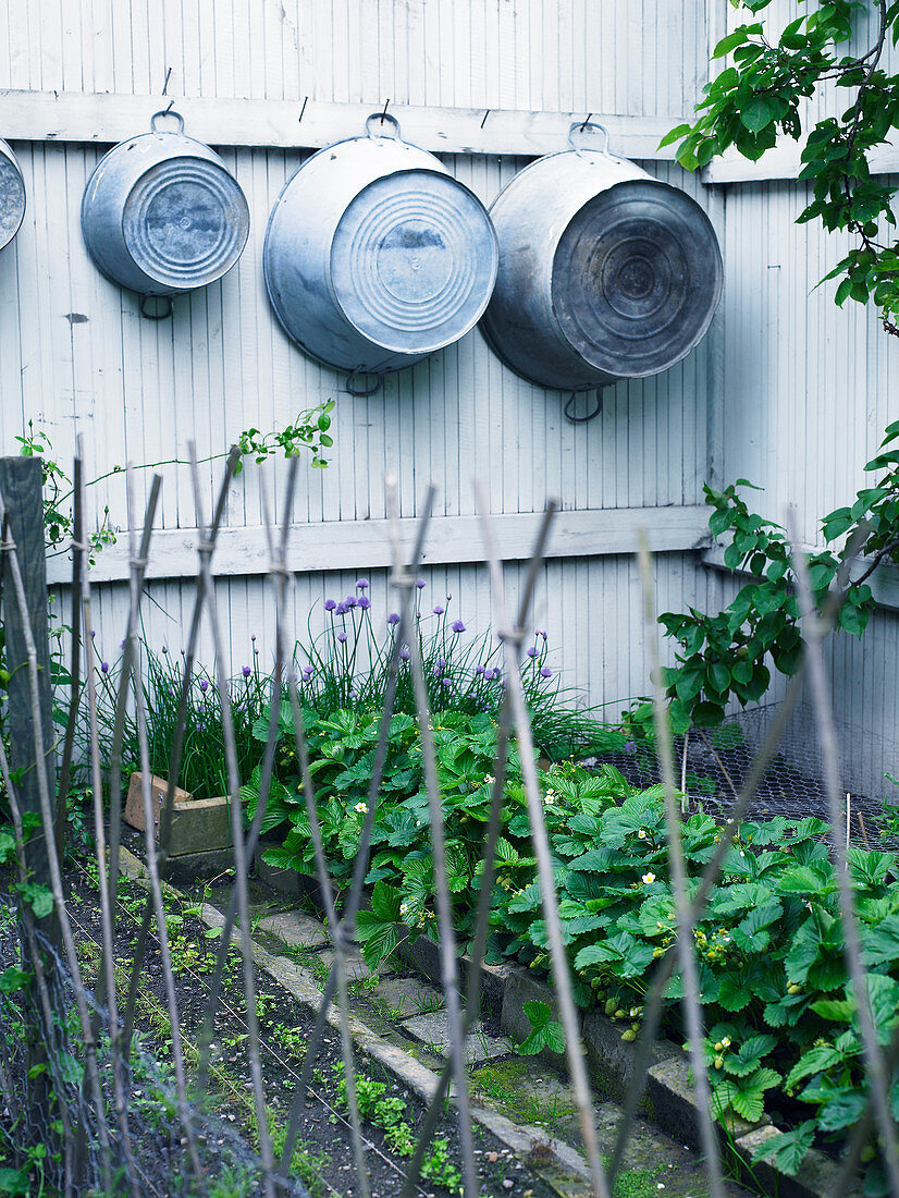 Old zinc tubs hung on fence in small vegetable patch