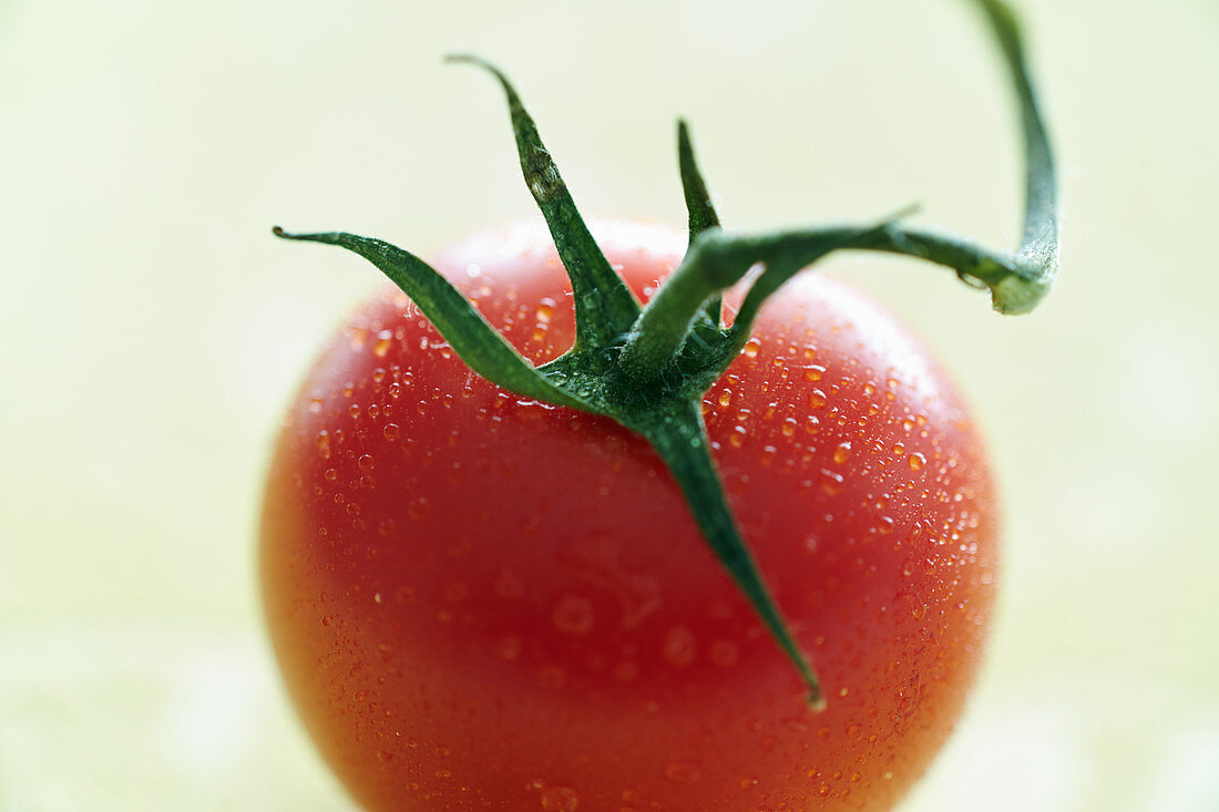 A vine tomato (close-up)