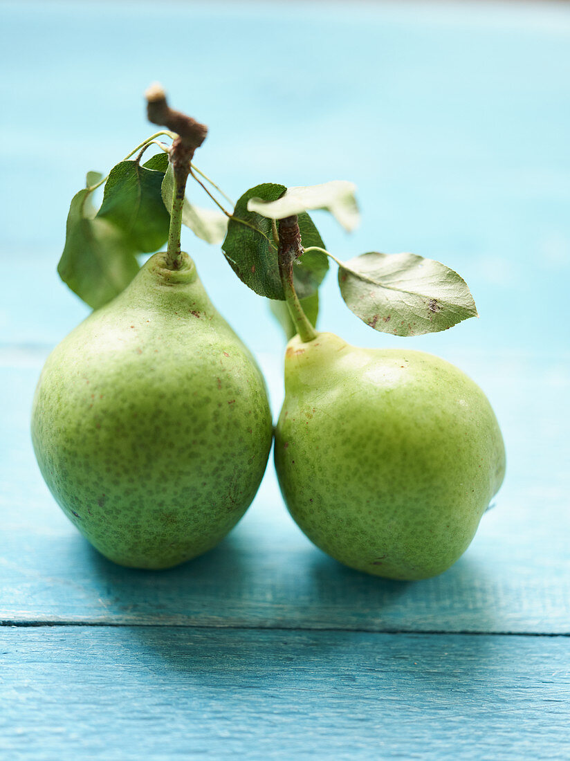 Two butter pears on a blue wooden background