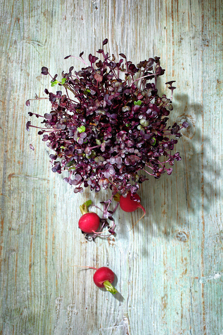 Fresh radish sprouts on a wooden background