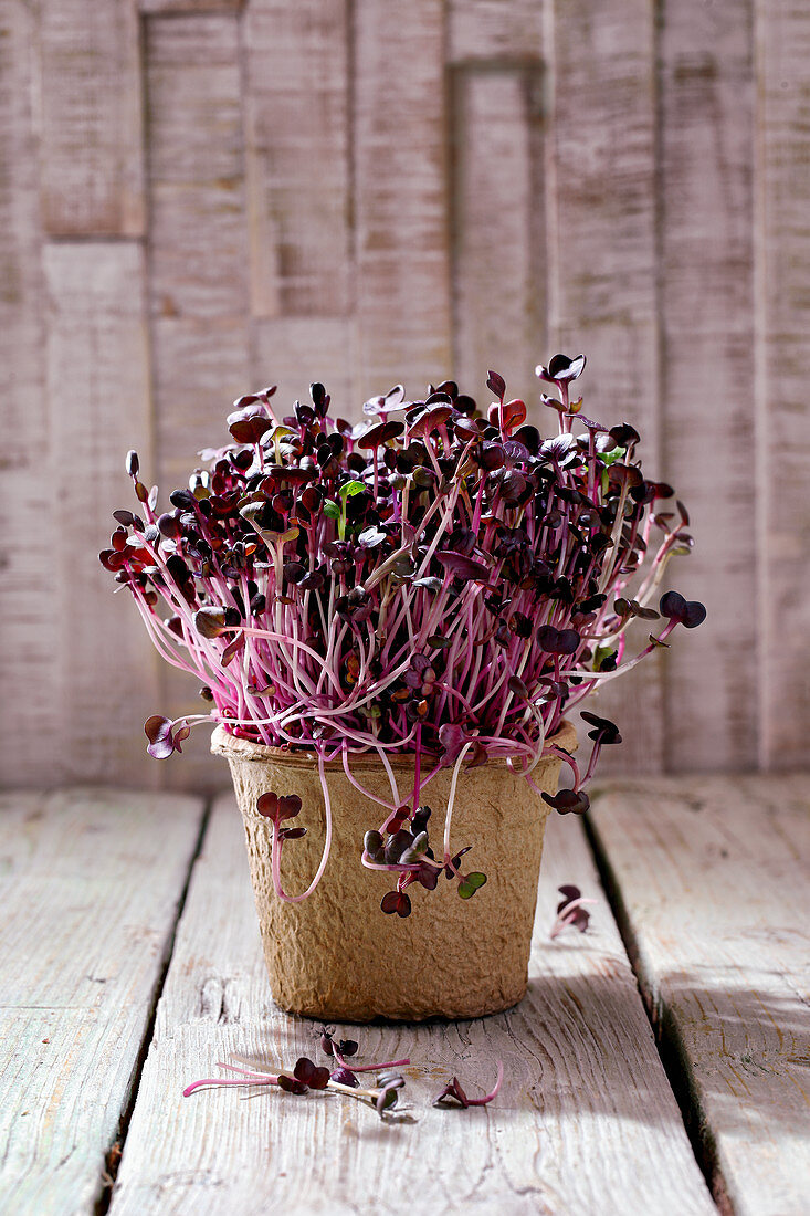 Fresh radish sprouts in a growing pot