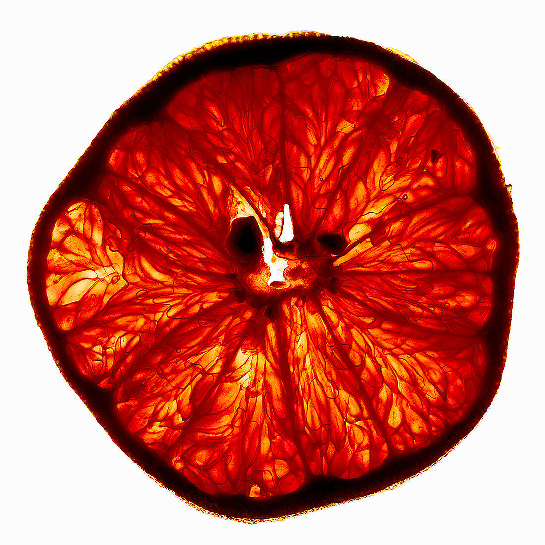 A backlit grapefruit slice
