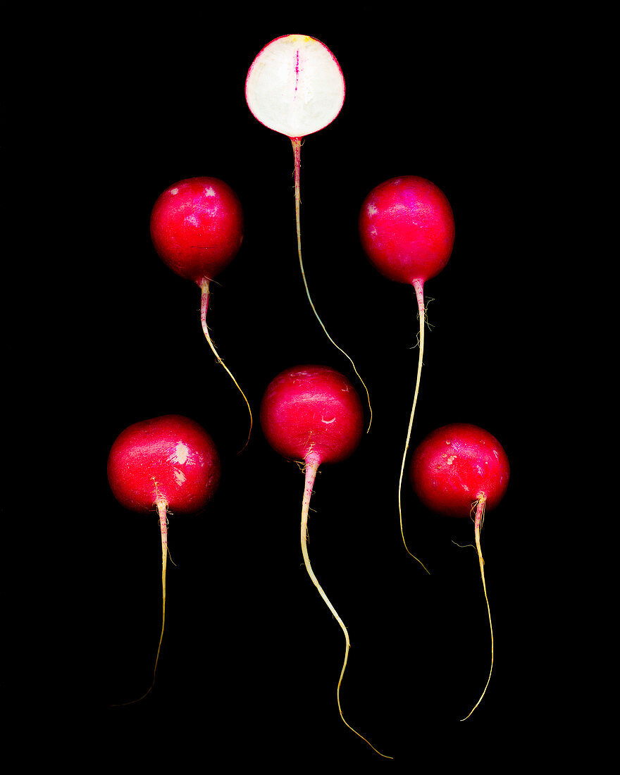 Radishes against a black background