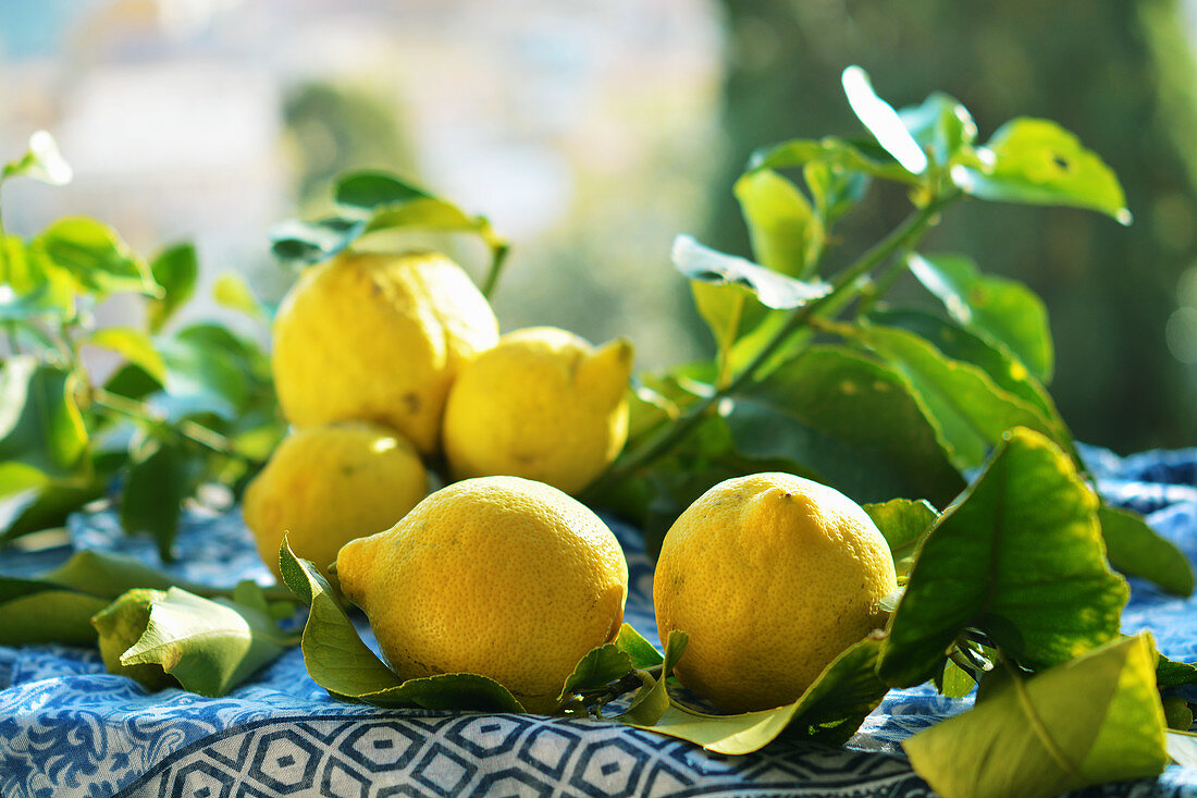 Frisch geerntete Zitronen mit Blätter in der Sonne auf Gartentisch