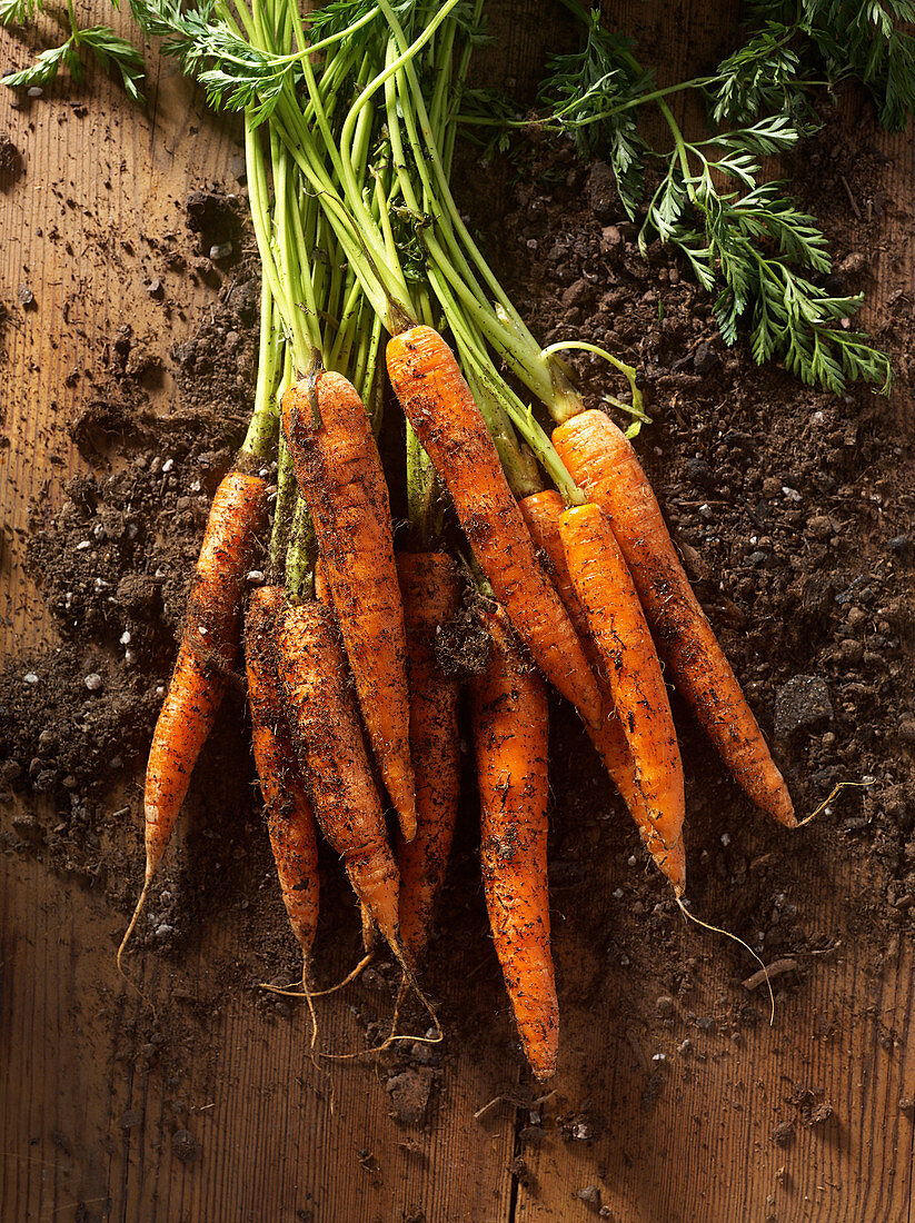 Freshly picked organic carrots
