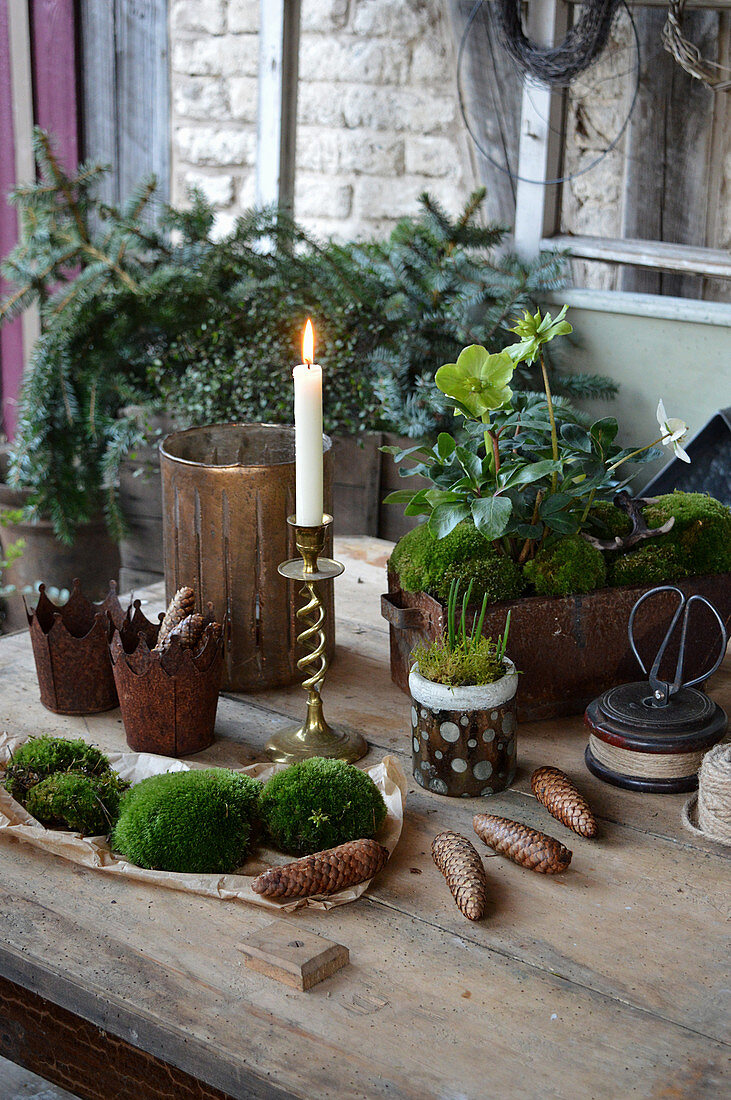Table with Christmas roses, candle, moss and cones