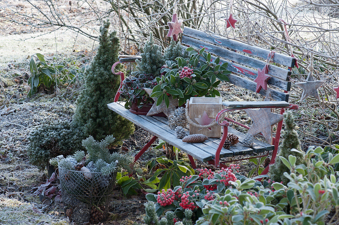 Gartenbank weihnachtlich dekoriert mit Sternen, Windlicht, Zapfen und Korb mit Koniferenzweigen