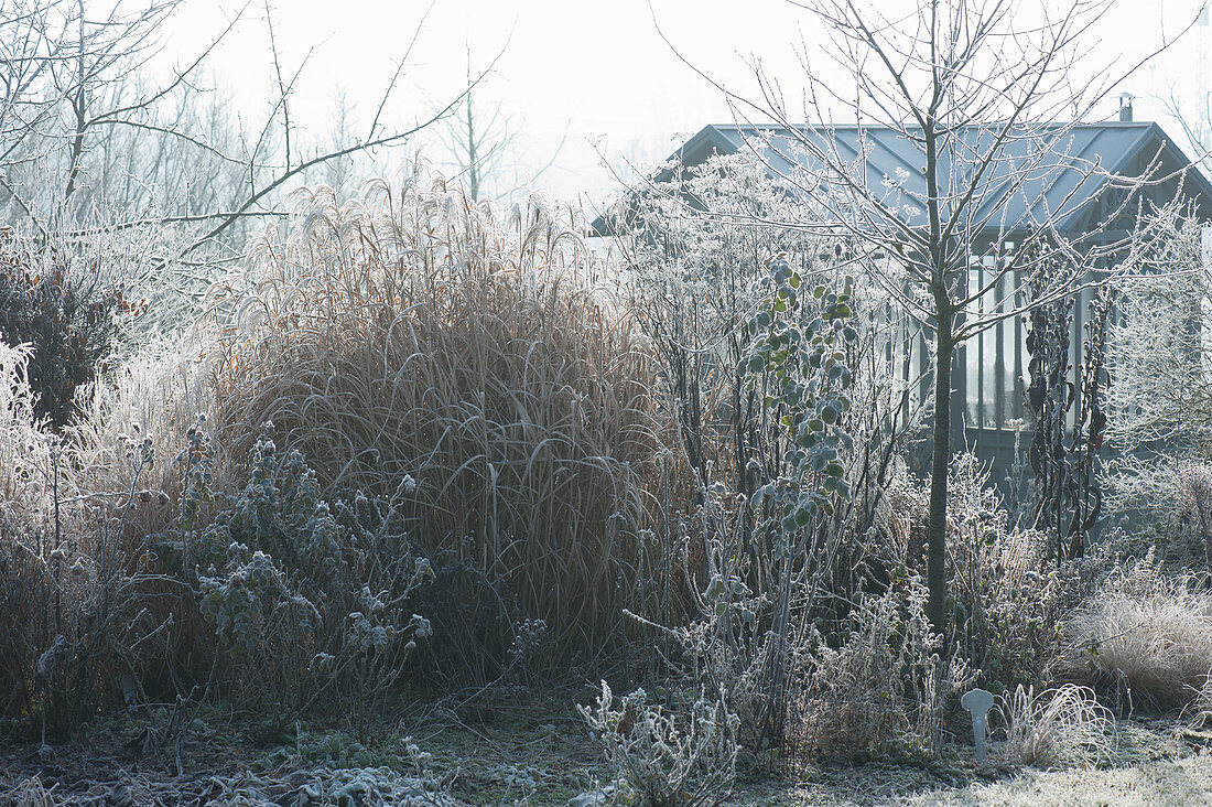 Bed with perennials and Chinese reeds in the winter garden