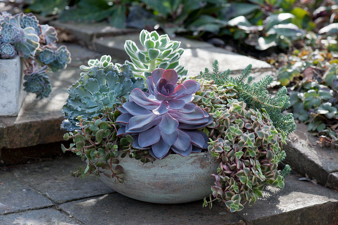Succulent bowl with echeveria, sedum plant, tripmadam, thick leaf