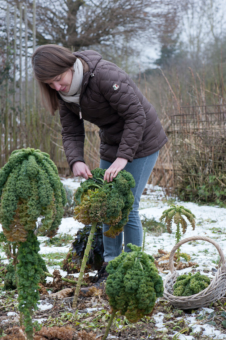 Woman harvests kale in winter