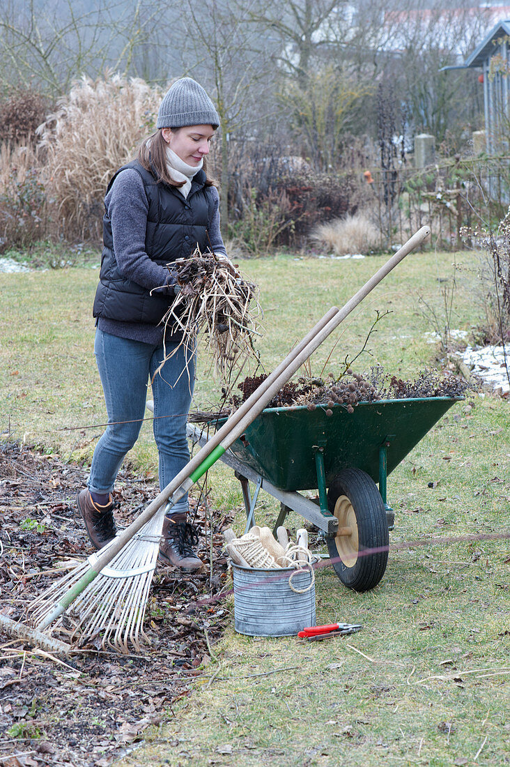Woman puts garden waste in the wheelbarrow