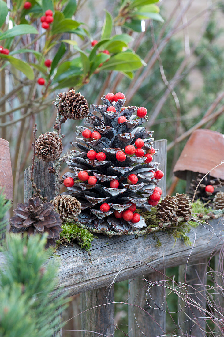 Winter decoration on the garden fence: pine cones adorned with Skimmia berries