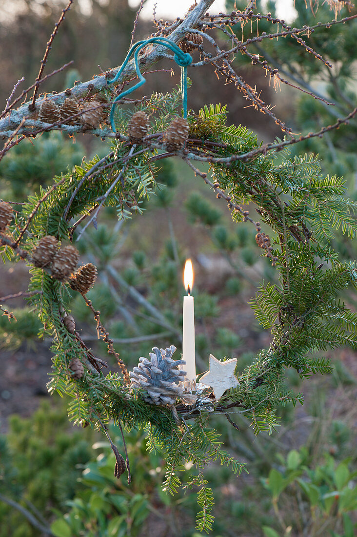 Kranz aus Hemlocktanne mit Kerze, Stern und Zapfen als Weihnachtsdeko an Lärche gehängt