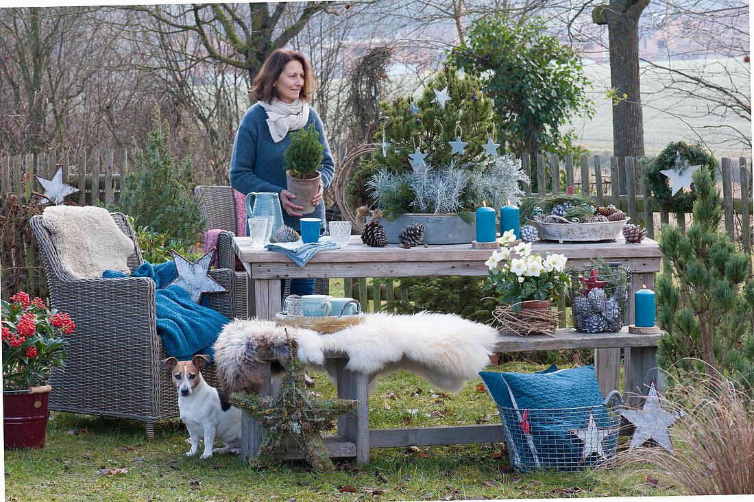 Woman decorates Christmas seating group in the garden: bowl with pine, dwarf spruce and curry herb, stars, cones, candles, bench with fur and wicker chair as a seat, dog Zula