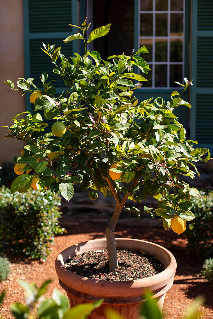 Lemon trees on the terrace with fruit (citrus)