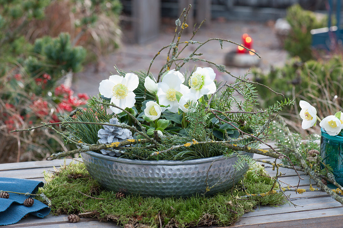 Silver bowl with Christmas rose and conifer branches on moss