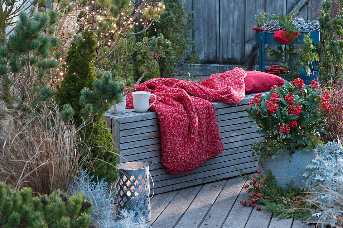 Winter terrace with skimmia, pine, sugar loaf spruce, autumn sedge, wooden bench with pillows and blankets, fairy lights in the tree