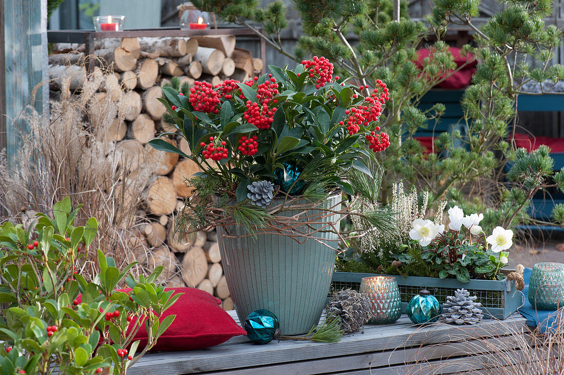 Skimmia in a pot with a wreath of twigs, a box with a Christmas rose and bud heather