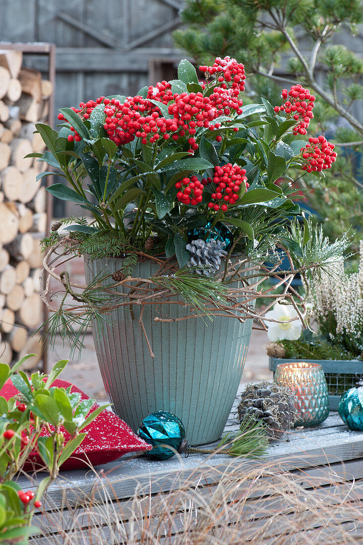 Skimmia in a pot with a wreath of branches