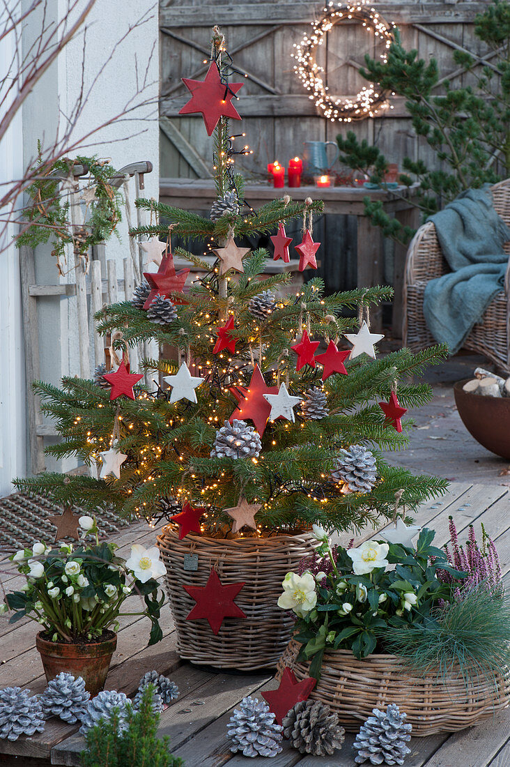Nordmann fir decorated as a Christmas tree with wooden stars, fairy lights and cones