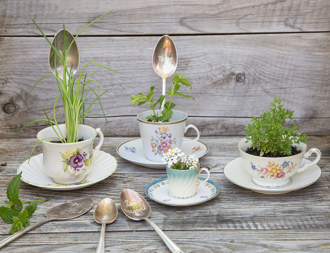 Old spoons used as plant labels and herbs planted in teacups