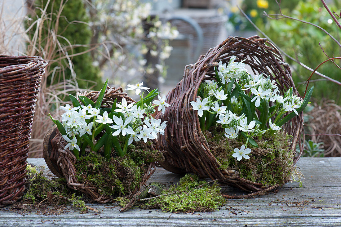 Milky star in moss in self-made willow baskets