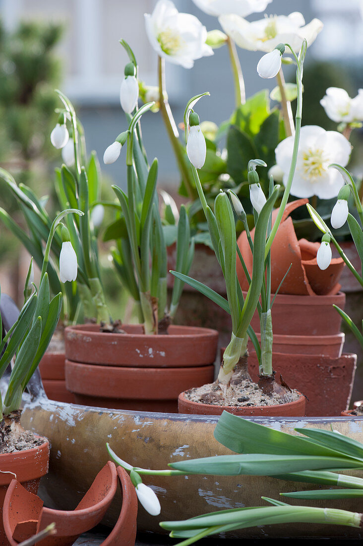 Clay pots with snowdrops and Christmas rose