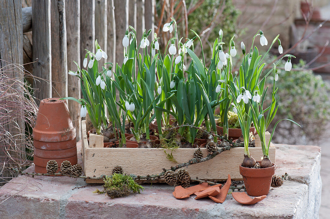 Clay pots with snowdrops in fruit crates