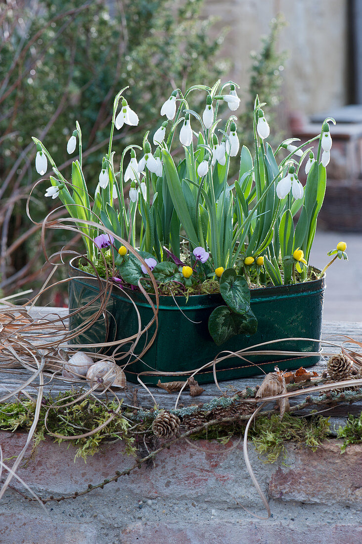 Snowdrops, winterling and early spring cyclamen in a tin can
