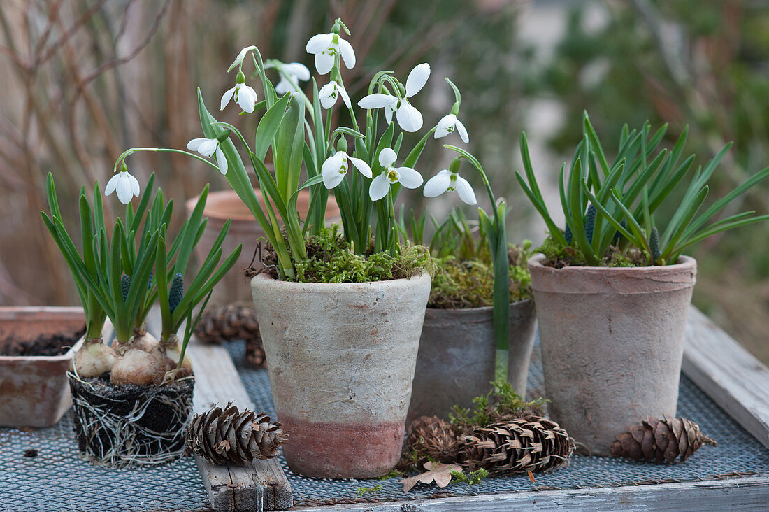 Snowdrops and grape hyacinths with moss and Douglas fir cones