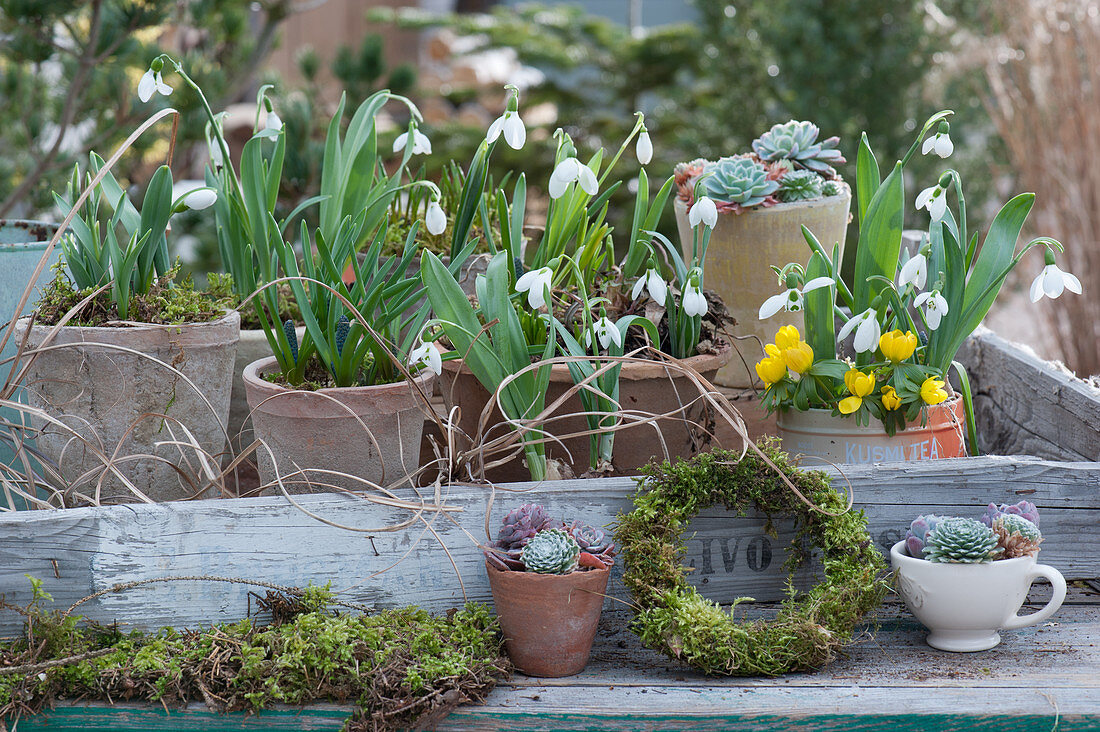 Pots with snowdrops and winterling