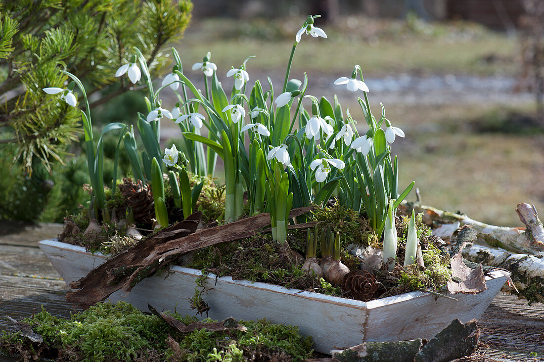 Snowdrops and Milky Star with moss and bark in a flat wooden box