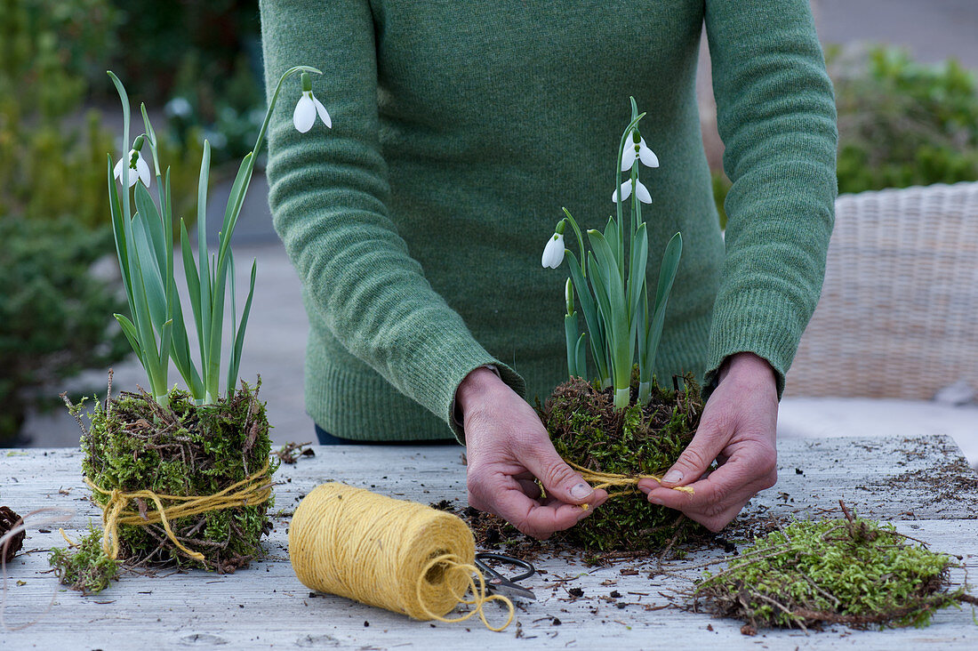 Wrap snowdrops in moss