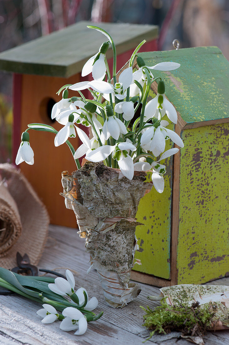 Bouquet of snowdrops in birch bark