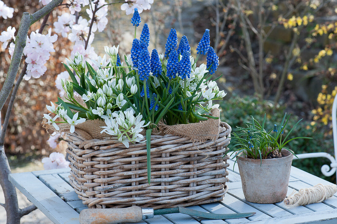 Basket with grape hyacinths 'Blue Pearl' and Milky Star