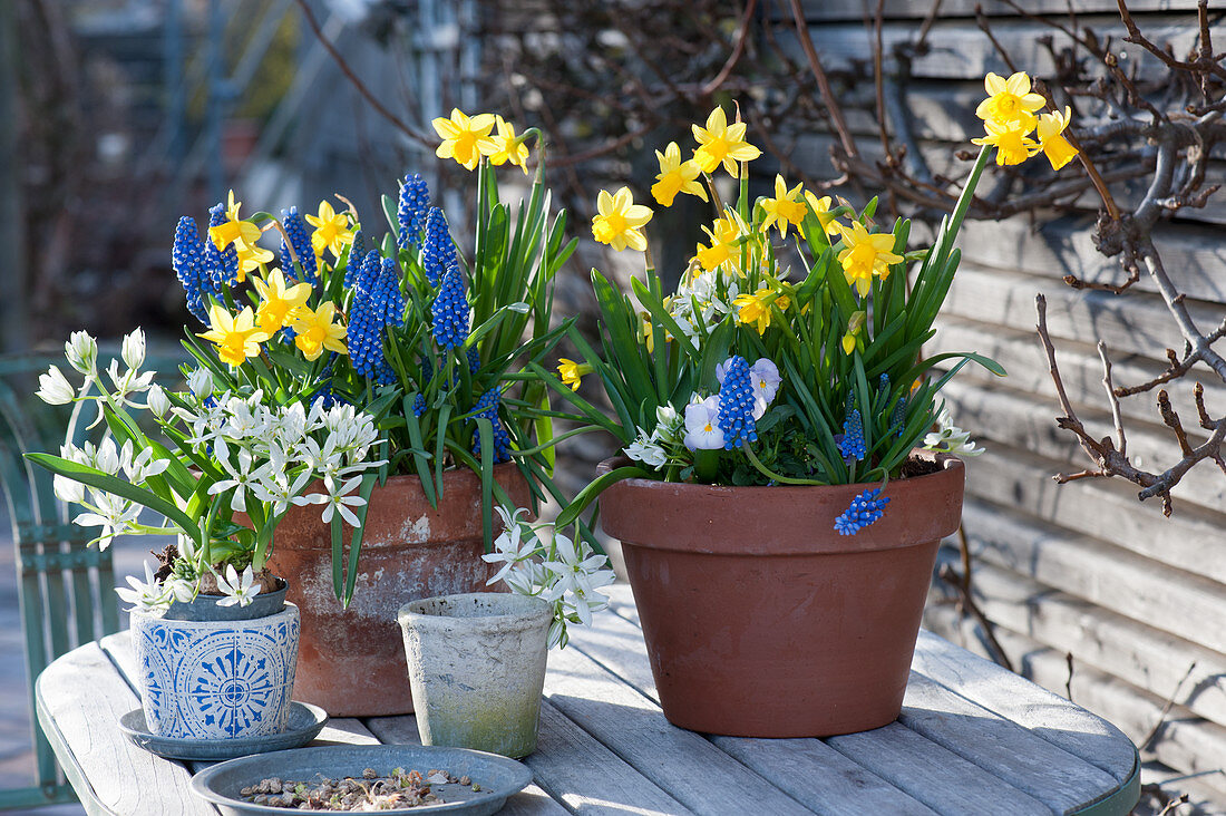 Pots with daffodils 'Tete a Tete', grape hyacinths 'Blue Pearl', milk star and horned violets