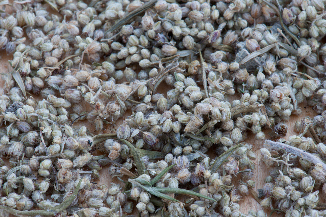 Beifuß-Samen eignet sich als Gewürz, Tee oder zum Räuchern