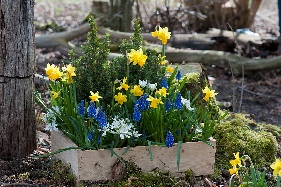 Holzkasten mit Narzissen 'Tete a Tete', Traubenhyazinthen 'Blue Pearl', Milchstern und Zuckerhutfichten im Garten