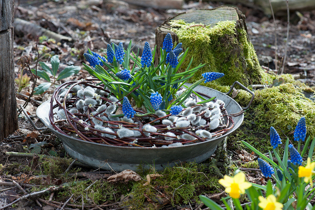 Grape hyacinths 'Blue Pearl' in wreath from cat willow in zinc bowl in the garden